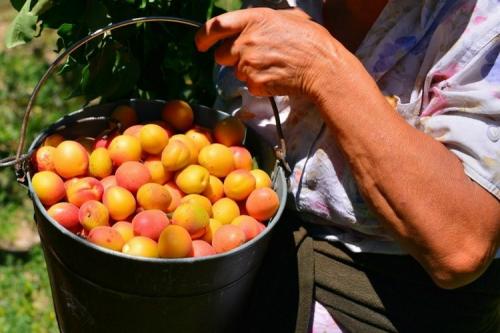 Как правильно ухаживать за абрикосами