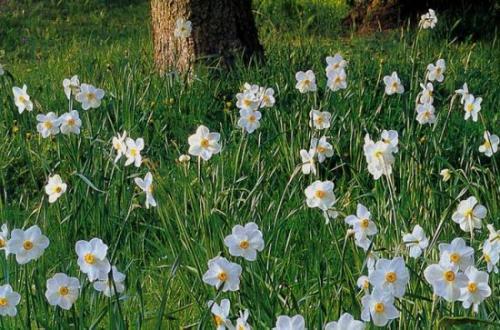 Как правильно ухаживать за абрикосами