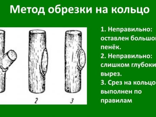 Как правильно ухаживать за абрикосами