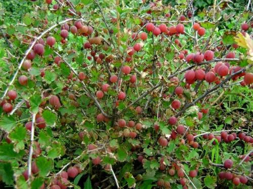 Чем подкормить крыжовник после сбора урожая. Чем удобрять крыжовник после сбора: калий, фосфор и другие обязательные элементы осенью