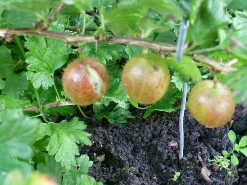 Чем подкормить крыжовник после сбора урожая. Чем удобрять крыжовник после сбора: калий, фосфор и другие обязательные элементы осенью