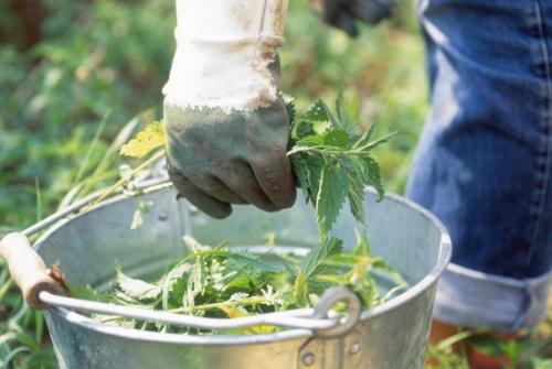 Чем подкормить крыжовник после сбора урожая. Чем удобрять крыжовник после сбора: калий, фосфор и другие обязательные элементы осенью