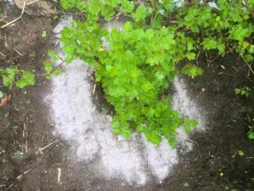 Чем подкормить крыжовник после сбора урожая. Чем удобрять крыжовник после сбора: калий, фосфор и другие обязательные элементы осенью