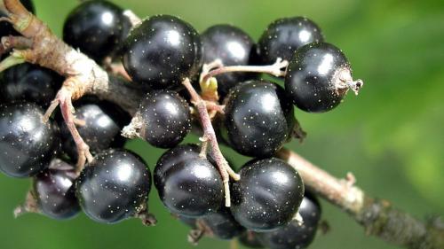 Подкормка смородины и крыжовника в августе. Обрезать и подкормить: 5 правил ухода за смородиной после сбора урожая