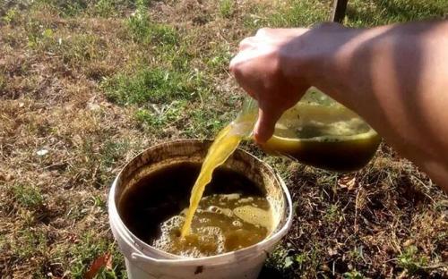 Подкормка смородины после сбора урожая. Чем подкармливать смородину летом, непосредственно после сбора урожая?