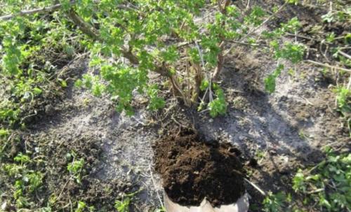 Чем подкормить крыжовник после сбора урожая. Чем удобрять крыжовник после сбора: калий, фосфор и другие обязательные элементы осенью