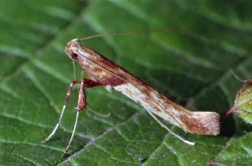 На туи появилась паутина, что делать. Вредители туй и борьба с ними