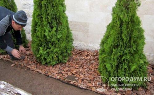 Удобрения для туи от пожелтения. Сколько раз и чем удобрять