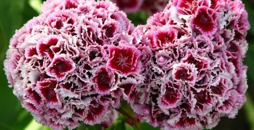 Как ухаживать за гвоздикой садовой. Уход за садовой гвоздикой 06