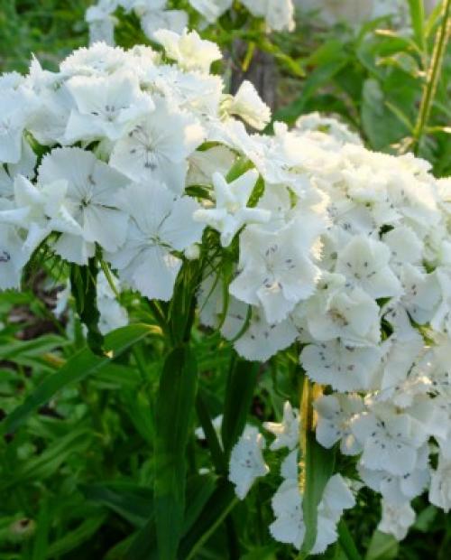 Как ухаживать за гвоздикой садовой. Уход за садовой гвоздикой 09