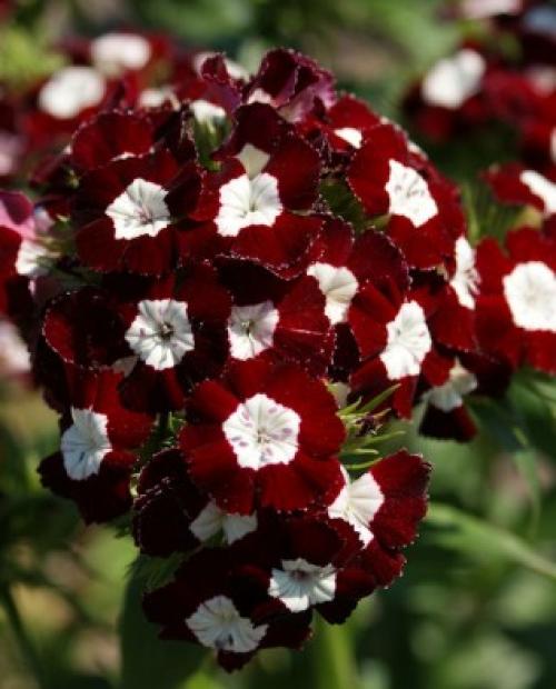 Как ухаживать за гвоздикой садовой. Уход за садовой гвоздикой 08