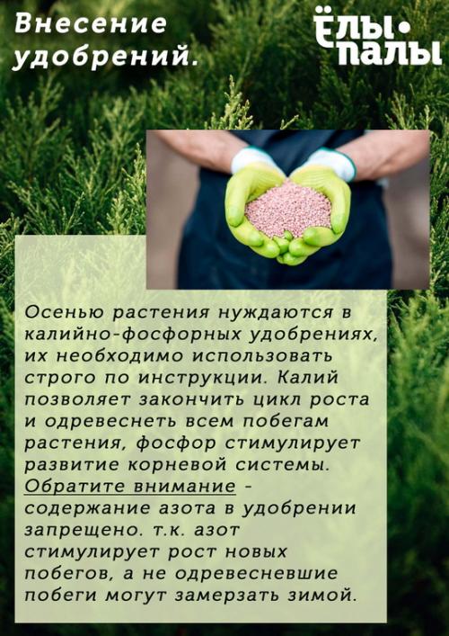 Обработка туи осенью от болезней и вредителей. Схема и технология обрезки туи осенью 07 Обработка туи осенью от болезней и вредителей. Схема и технология обрезки туи осенью 07