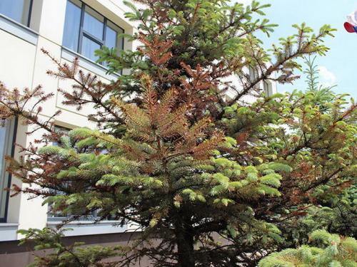 Бордосская жидкость для хвойных. Инфекционные заболевания хвойных растений