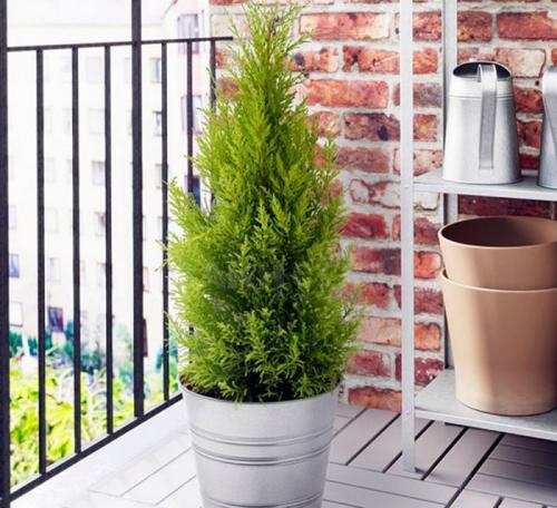 Что любит туя. Особенности туи