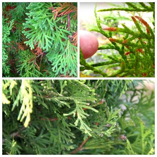 Обработка туй осенью Бордосской жидкостью. Болезни туи