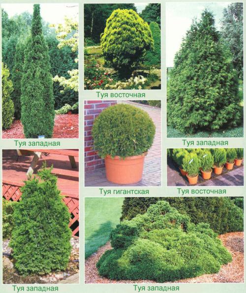 Как поливать туи после посадки осенью. Вечнозеленая красавица туя – краткие сведения