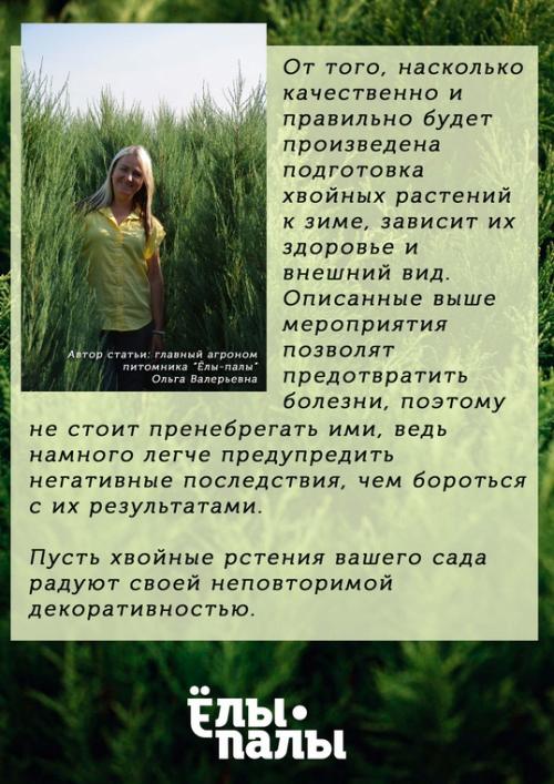 Обработка туи осенью от болезней и вредителей. Схема и технология обрезки туи осенью 10