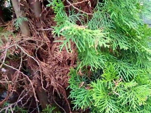 Обработка туи осенью от болезней и вредителей. Схема и технология обрезки туи осенью 14