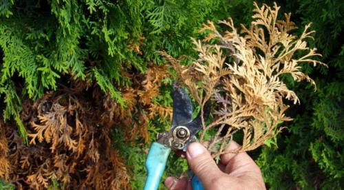 Обработка туи осенью от болезней и вредителей. Схема и технология обрезки туи осенью 13