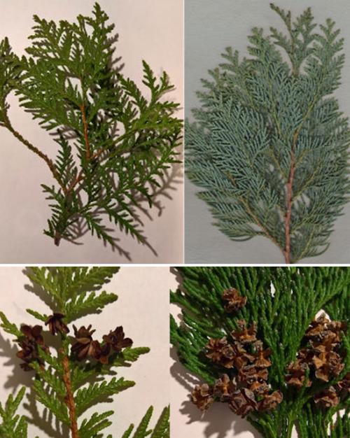 Как поливать туи после посадки осенью. Вечнозеленая красавица туя – краткие сведения