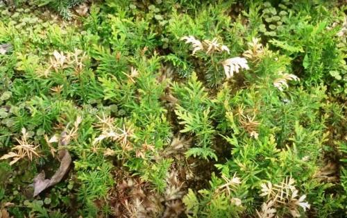 Обработка туй осенью Бордосской жидкостью. Болезни туи