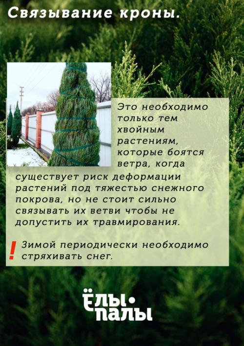 Обработка туи осенью от болезней и вредителей. Схема и технология обрезки туи осенью 09