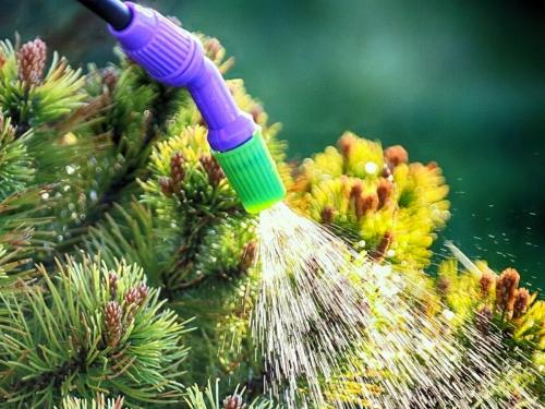 Обработка туи осенью от болезней и вредителей. Схема и технология обрезки туи осенью 15