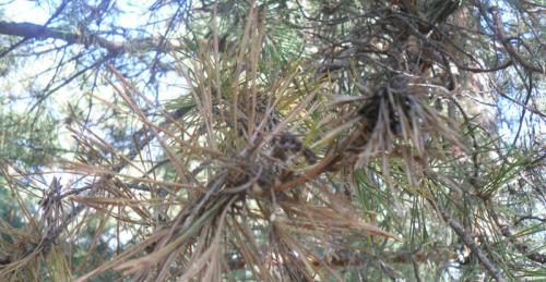 Обработка хвойных бордоской смесью осенью. Профилактика и способы борьбы