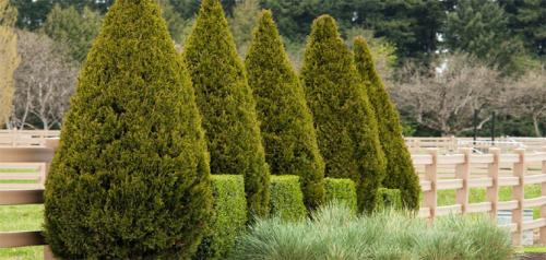 Как поливать туи после посадки осенью. Вечнозеленая красавица туя – краткие сведения