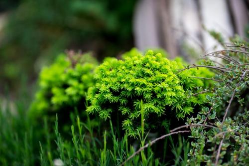 Обработка туи осенью от болезней и вредителей. Схема и технология обрезки туи осенью 12