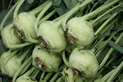 Полезные свойства кольраби. Кольраби для здоровья, красоты и похудения 19