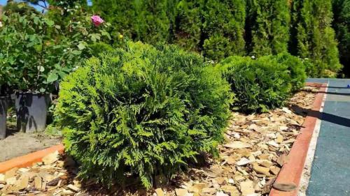 Как обрезать засохшую тую. Зачем стричь тую