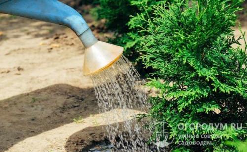 Удобрения для туи от пожелтения. Сколько раз и чем удобрять