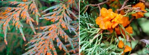 Препараты для хвойных деревьев. Болезни и вредители хвойных деревьев: обработка и лечение