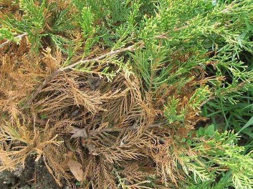 Почему сохнут хвойные. Почему хвойные засыхают — следствие ведут садоводы