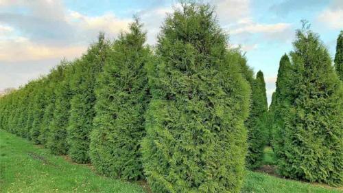 Как обрезать засохшую тую. Зачем стричь тую