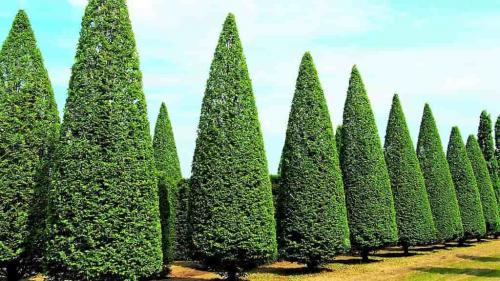 Как обрезать засохшую тую. Зачем стричь тую