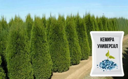 Что делать с туями в конце лета и осенью. Чем подкормить тую осенью 08 Что делать с туями в конце лета и осенью. Чем подкормить тую осенью 08