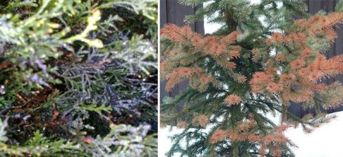 Препараты для хвойных деревьев. Болезни и вредители хвойных деревьев: обработка и лечение