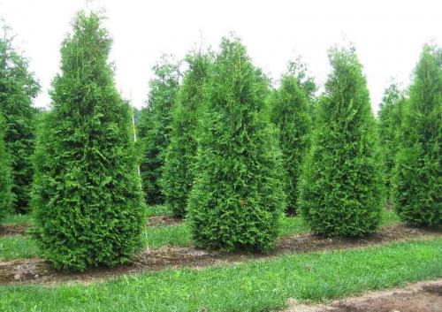 Как обрезать засохшую тую. Зачем стричь тую