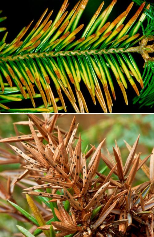 Препараты для хвойных деревьев. Болезни и вредители хвойных деревьев: обработка и лечение