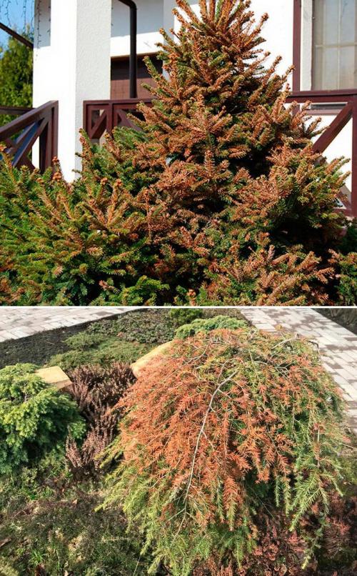 Препараты для хвойных деревьев. Болезни и вредители хвойных деревьев: обработка и лечение