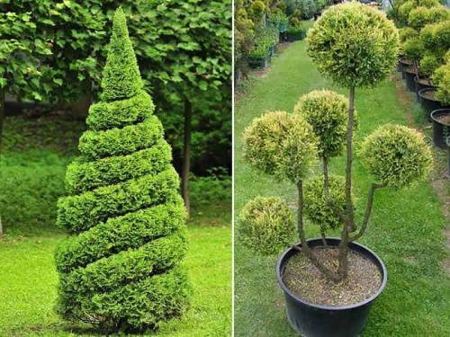 Как обрезать засохшую тую. Зачем стричь тую