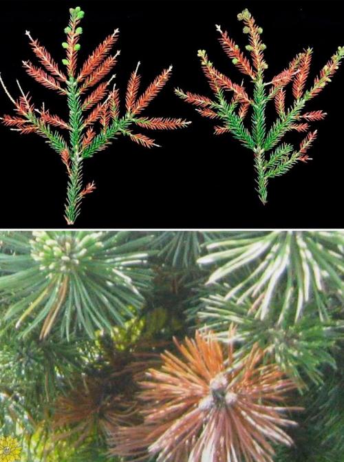 Препараты для хвойных деревьев. Болезни и вредители хвойных деревьев: обработка и лечение