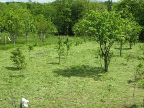 Разработка земли под огород. Начало работ