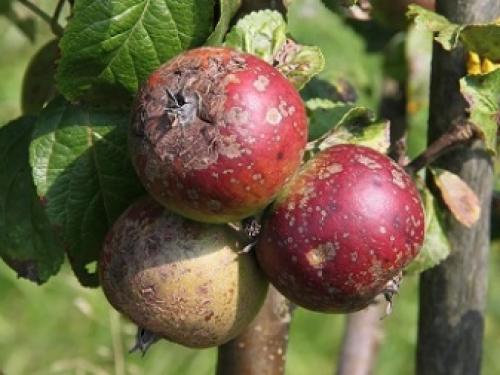 Какие фунгициды эффективны против.. Химические фунгициды 04