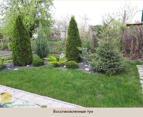 Туя пожелтела осенью, что делать. Весной