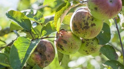 Парша яблони. Описание парши на яблоне и лечение болезни