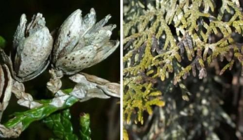 Почему туя коричневеет после посадки осенью. Добавление статьи в новую подборку 05