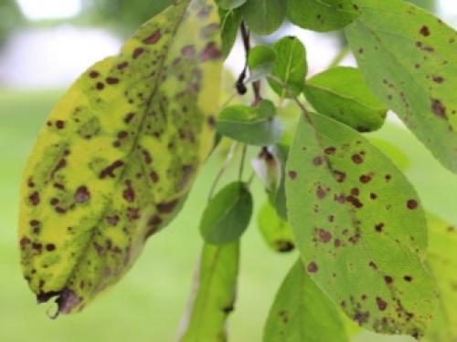 Какие фунгициды эффективны против.. Химические фунгициды 05